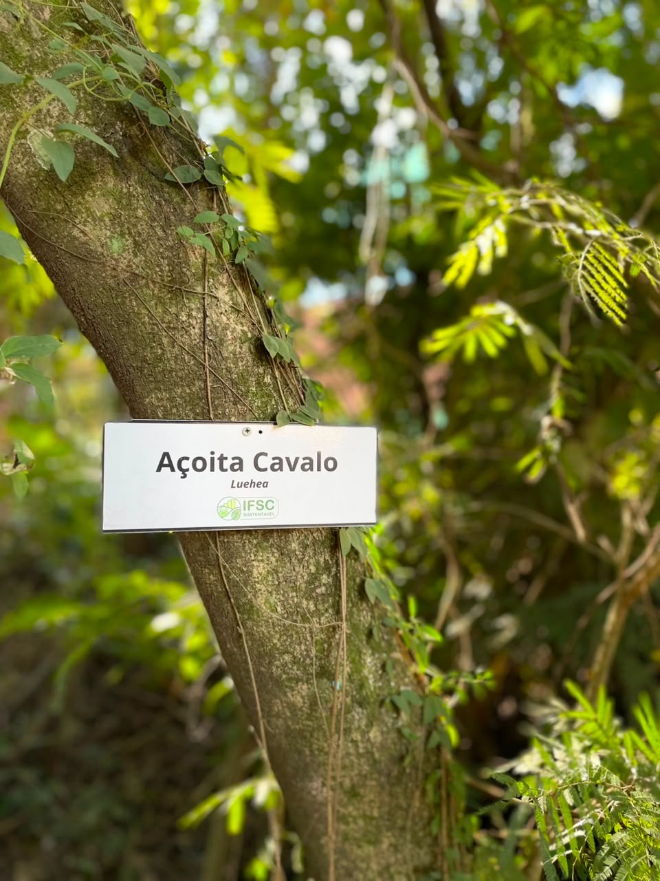 A ECOTrilha reúne diferentes espécies vegetais, nativas e exóticas, identificadas ao longo do percurso