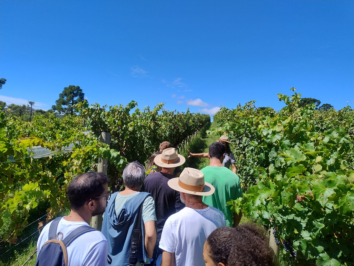 Visita aos vinhedos da Vinícola Pericó