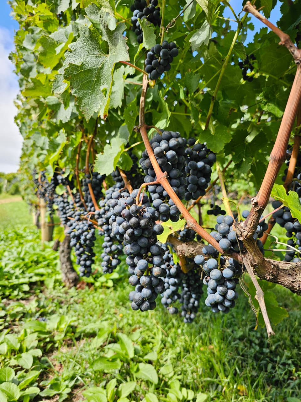 A uva cabernet sauvignon é o tema de estudo