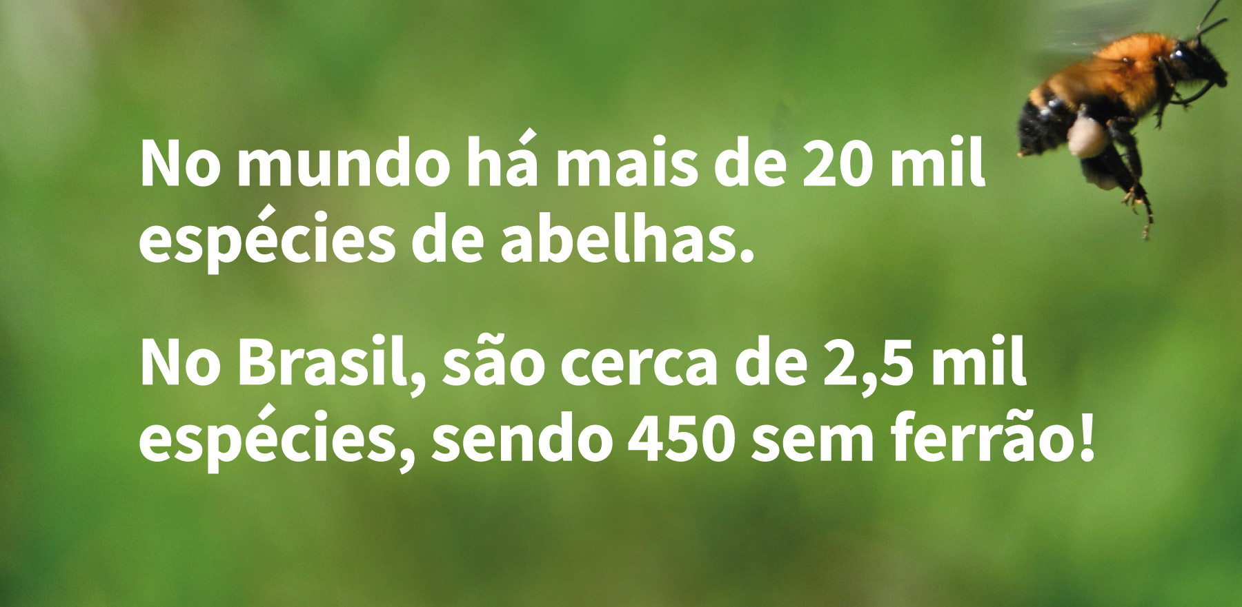 No mundo há mais de 20 mil espécies de abelhas.&nbsp;No Brasil, são cerca de 2,5 mil espécies, sendo 450 sem ferrão!